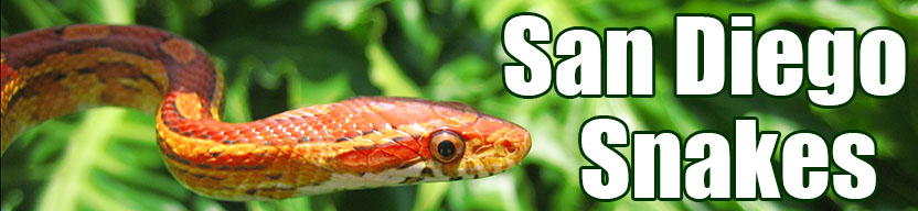 San Diego snake